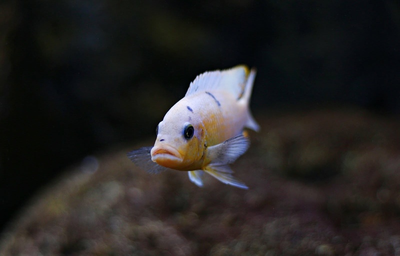 Maylandia zebra 'Nkhungu Reef'